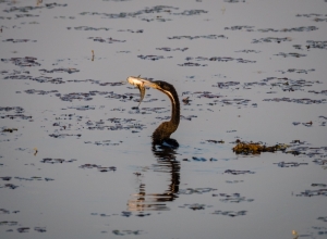 Schlangenhalsvogel mit Fisch