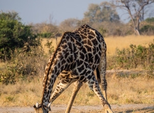 trinkende Giraffe