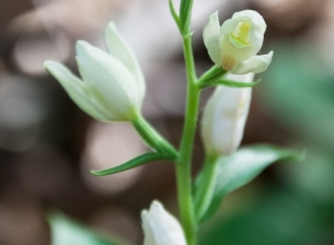 Weißes Waldvögelein Cephalanthera damasonium